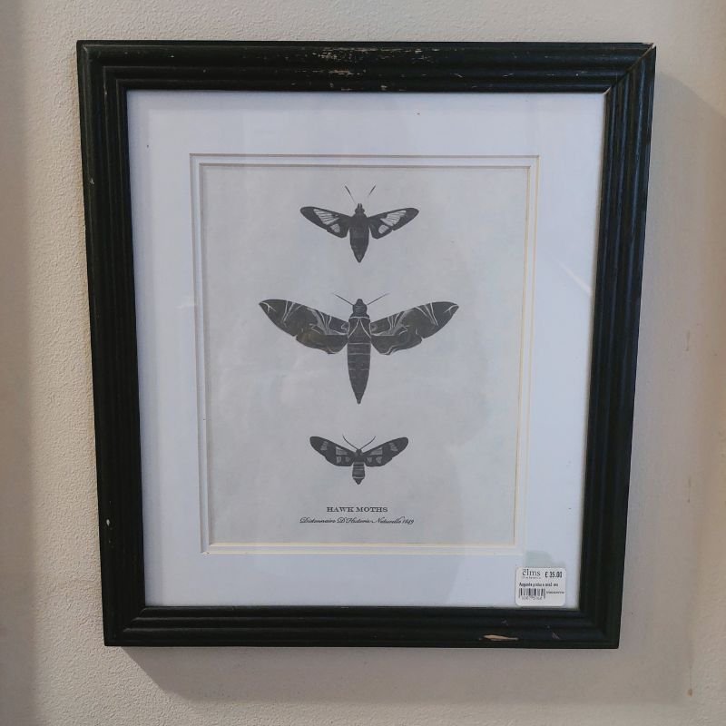 Augusta - Hawk Moth - Small | Home Decor | Art | The Elms