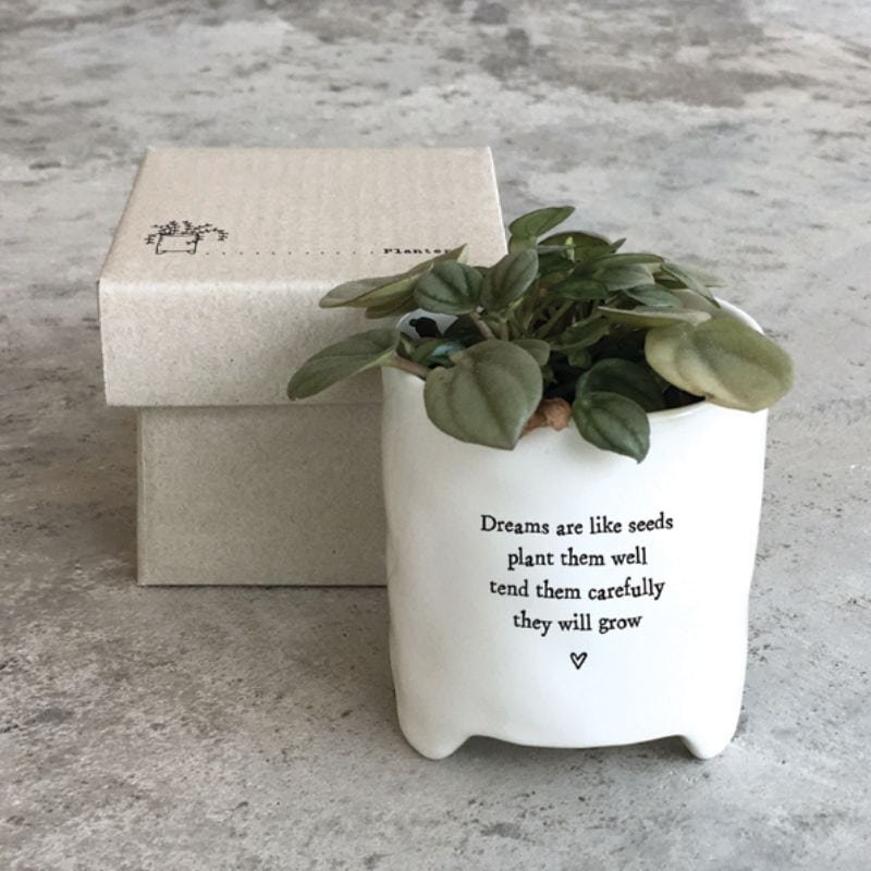 Porcelain Planter - Dreams Are Like Seeds - 8cm | Decorative Accessories | Vases | The Elms